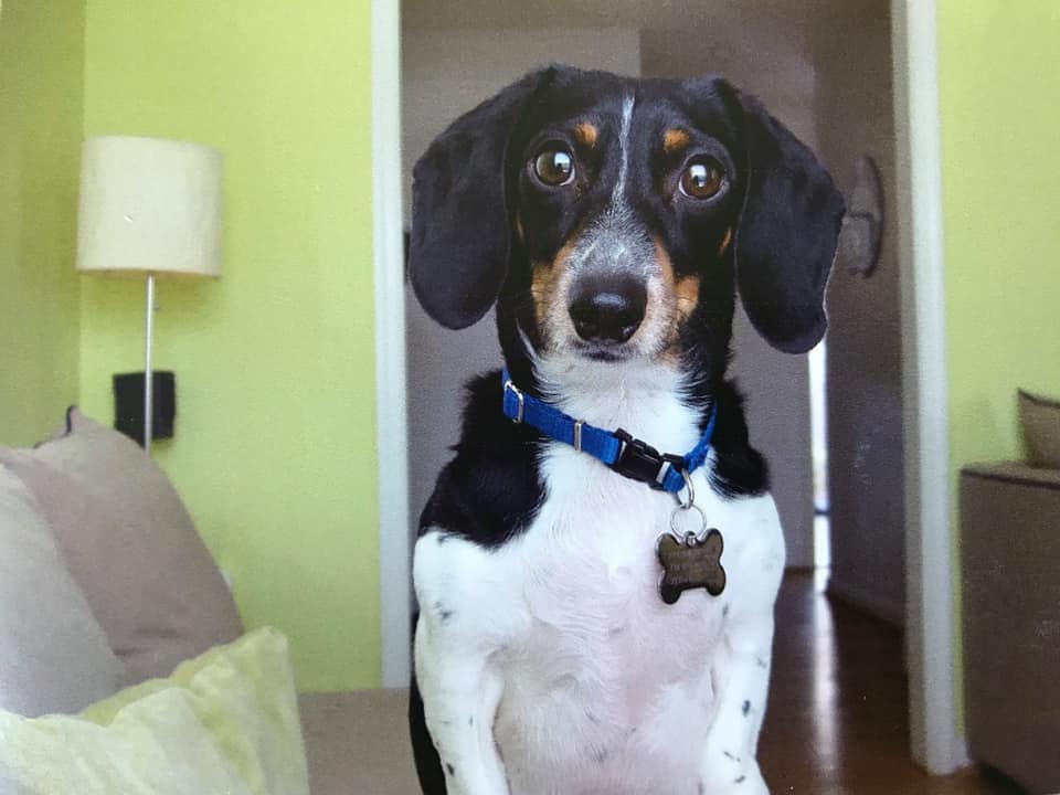 National Love Your Pet Day